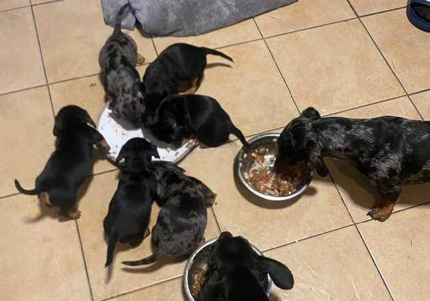 Dachshund cross for sale in Barnsley, South Yorkshire