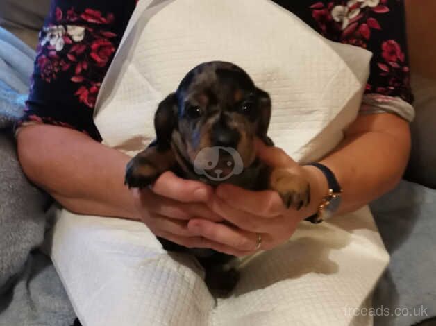 Dachshund cross for sale in Bridgend Pen-y-Bont ar-ogwr, Bridgend - Image 3