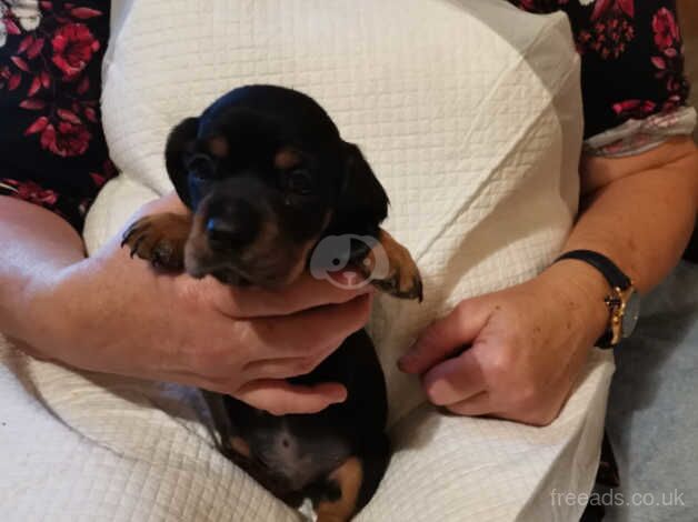 Dachshund cross for sale in Bridgend Pen-y-Bont ar-ogwr, Bridgend - Image 4