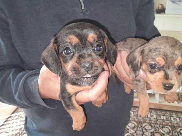 Dachshund cross king charles cavalier for sale in Kelty, Fife