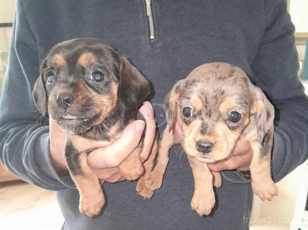 Dachshund cross king charles cavalier for sale in Kelty, Fife - Image 2