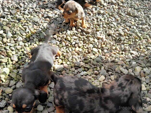 Dachshund cross king charles cavalier for sale in Kelty, Fife - Image 3