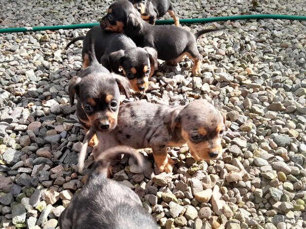 Dachshund cross king charles cavalier for sale in Kelty, Fife - Image 4