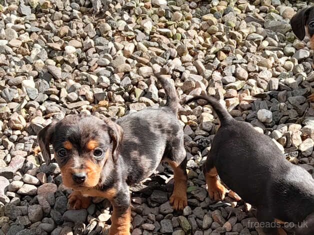 Dachshund cross king charles cavalier for sale in Kelty, Fife - Image 5