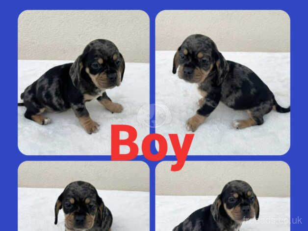 Dachshund cross pug 1 boy 1 girl for sale in Leeds, West Yorkshire