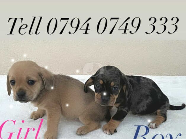 Dachshund cross pug 2 puppies for sale in Leeds, West Yorkshire