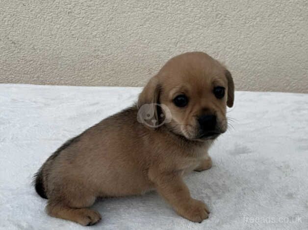 Dachshund Puppies for sale in West Yorkshire