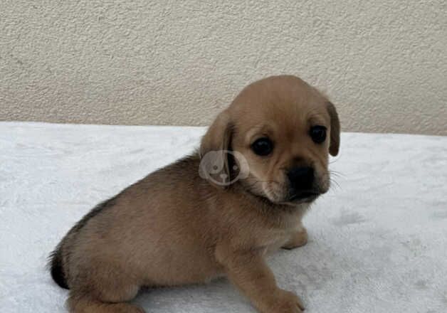 Dachshund Puppies for sale in West Yorkshire