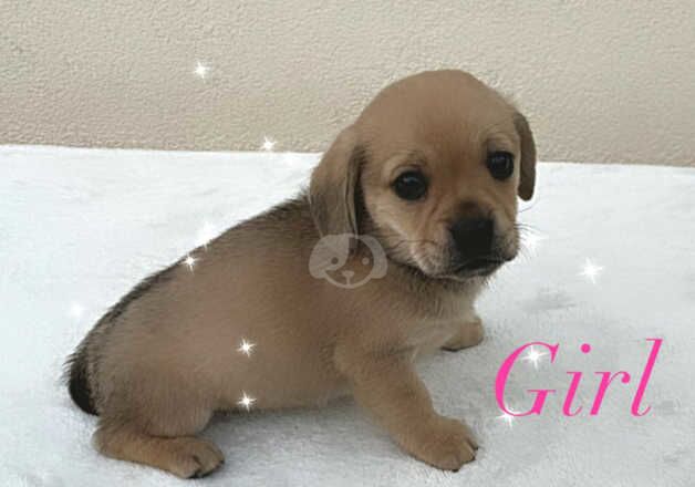 Dachshund cross pug for sale in Leeds, West Yorkshire