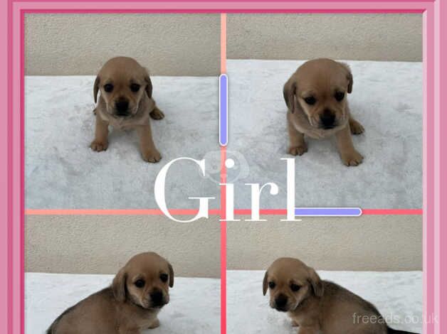 Dachshund cross pug only 1 girl left for sale in Leeds, West Yorkshire