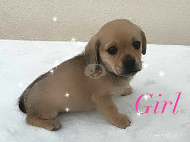 Dachshund cross pug only 1 girl left for sale in Leeds, West Yorkshire