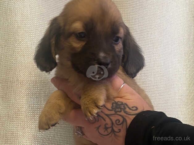 Dachshund cross puppies for sale in Ilkeston, Derbyshire