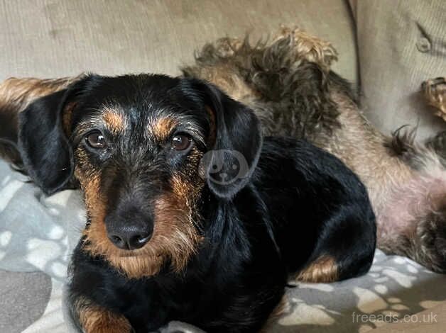 Dachshund cross puppy for sale in Leominster, Herefordshire - Image 1