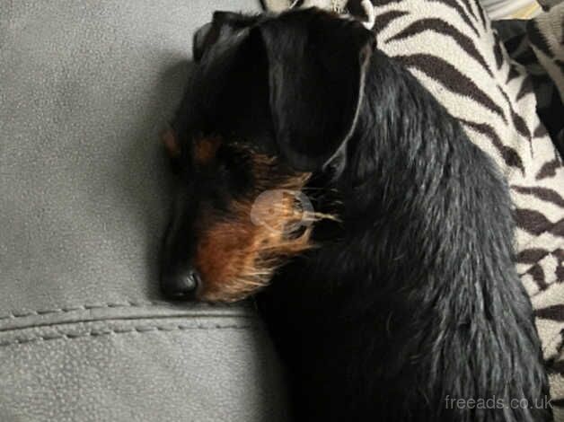 Dachshund cross puppy for sale in Leominster, Herefordshire - Image 3