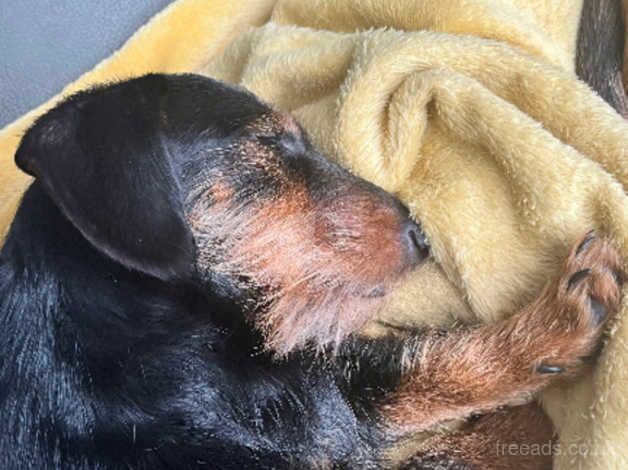 Dachshund cross puppy for sale in Leominster, Herefordshire - Image 5