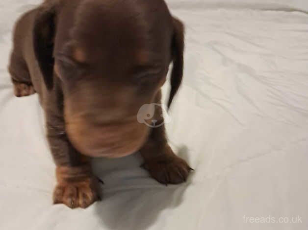 Dachshund Puppies for sale in West Yorkshire