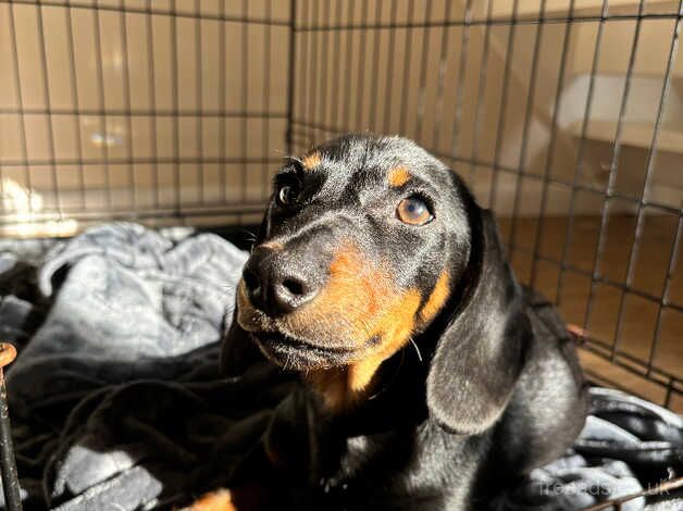 Dachshund Dog For Sale in Dereham, Norfolk