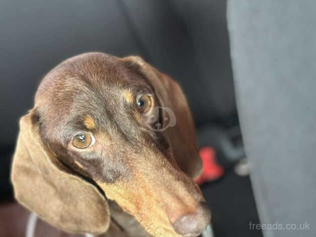 Dachshund female 2 year old for sale in Bradford, West Yorkshire - Image 1