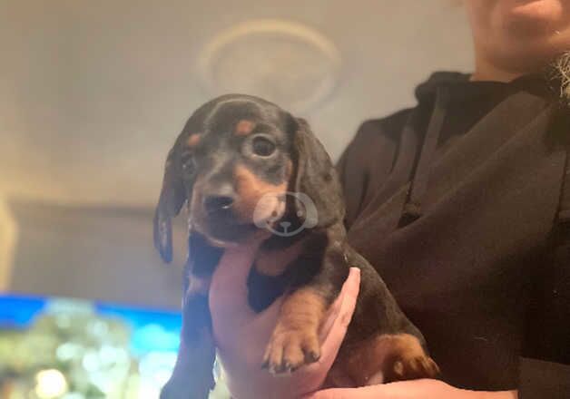 Dachshund female for sale in Doncaster, South Yorkshire