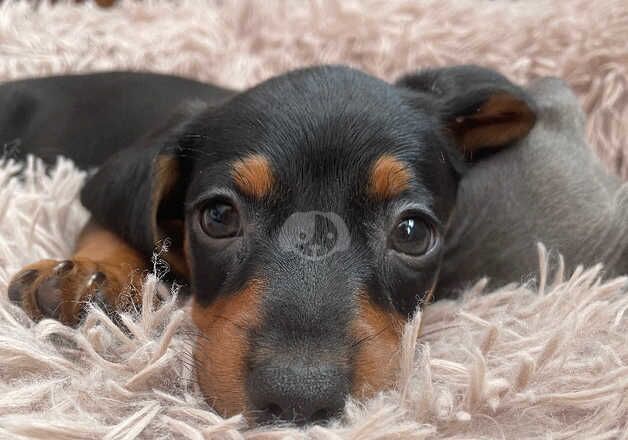 Dachshund female for sale in Doncaster, South Yorkshire - Image 3