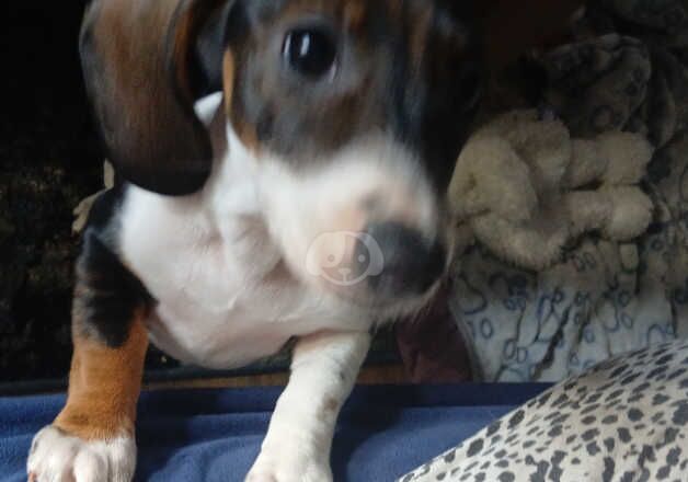 Dachshund Female puppy (Last one) for sale in Loughton, Essex - Image 2