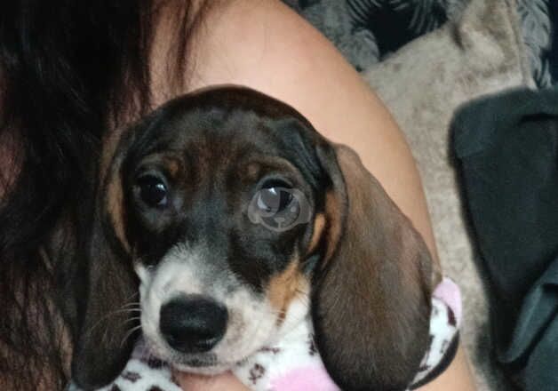 Dachshund Female puppy (Last one) for sale in Loughton, Essex - Image 3