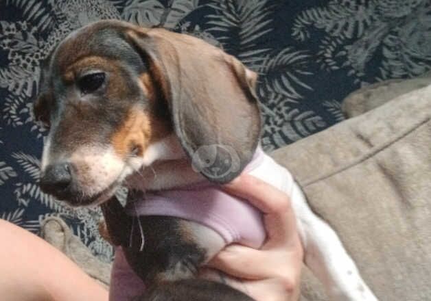 Dachshund Female puppy (Last one) for sale in Loughton, Essex - Image 4