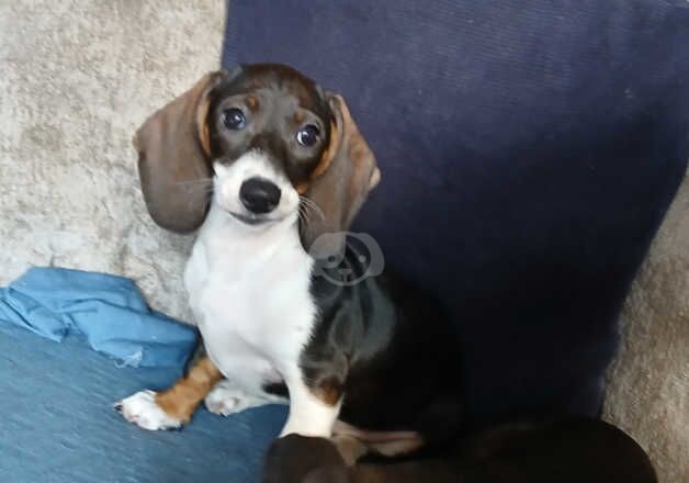 Dachshund Female puppy (Last one) for sale in Loughton, Essex - Image 5