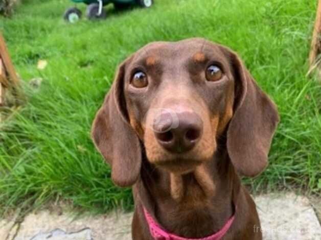 Dachshund for Rehome for sale in Ilminster, Somerset