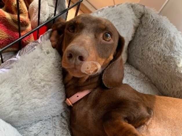 Dachshund for Rehome for sale in Ilminster, Somerset - Image 2