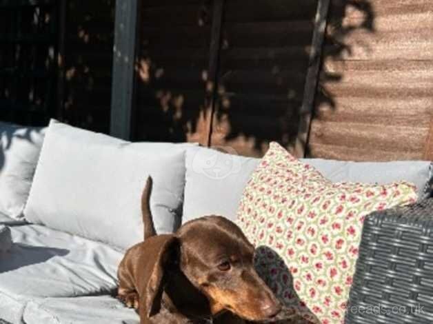 Dachshund for Rehome for sale in Ilminster, Somerset - Image 3