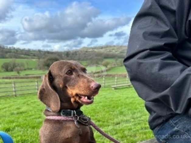 Dachshund for Rehome for sale in Ilminster, Somerset - Image 4