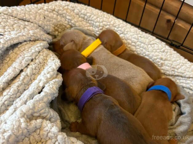 Dachshund for sale 2 boys 2 girls ready to leave 18th December for sale in Bolton, Greater Manchester