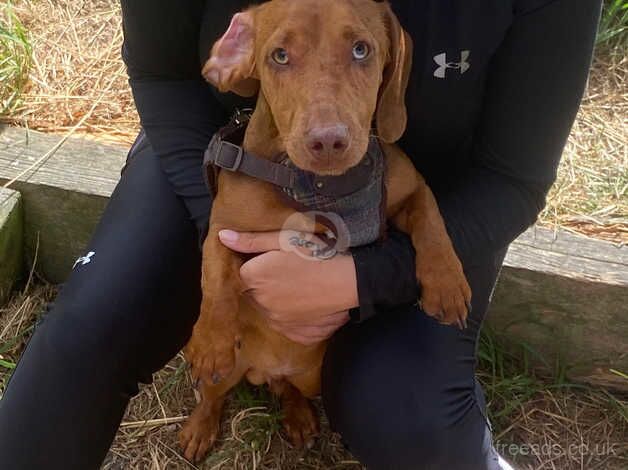 Dachshund for sale 8 month red dapple for sale in Newcastle upon Tyne, Tyne and Wear