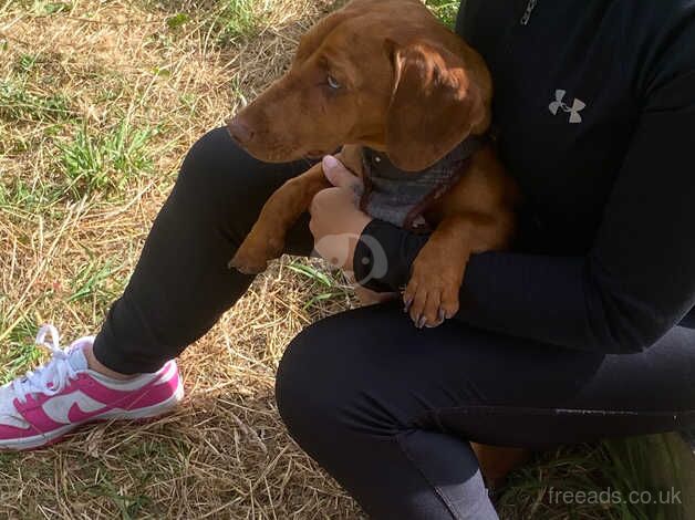 Dachshund for sale 8 month red dapple for sale in Newcastle upon Tyne, Tyne and Wear - Image 2