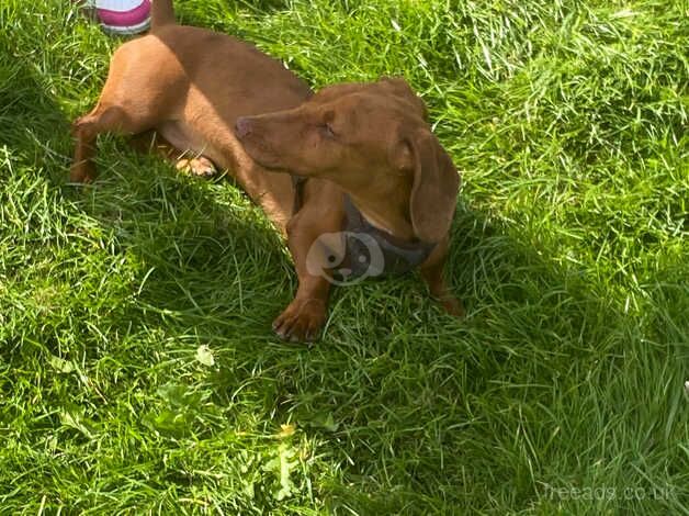 Dachshund for sale 8 month red dapple for sale in Newcastle upon Tyne, Tyne and Wear - Image 3