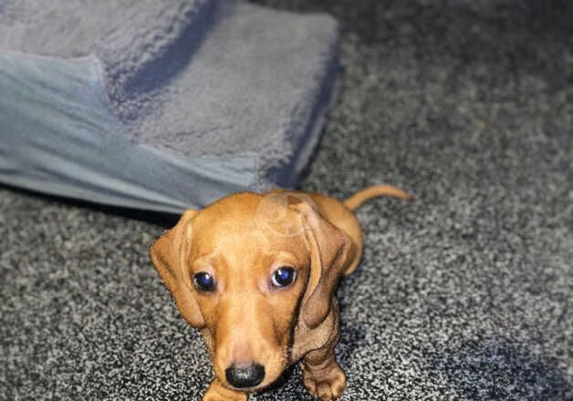 Dachshund for sale in Blackburn, Lancashire