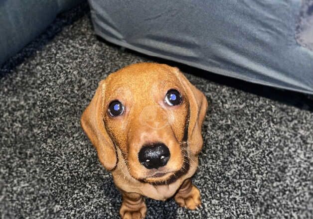 Dachshund for sale in Blackburn, Lancashire - Image 2