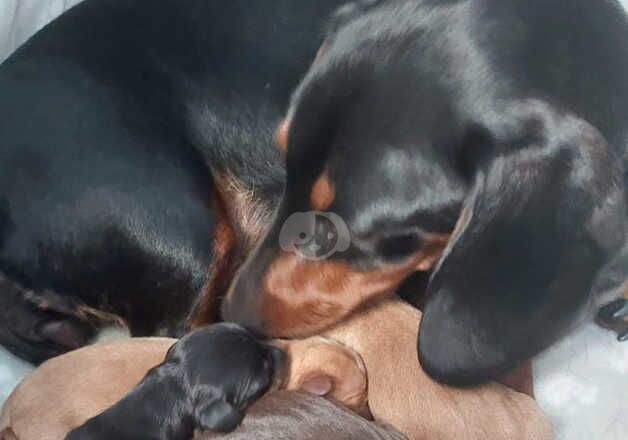 Dachshund for sale in Blackburn, Lancashire - Image 3