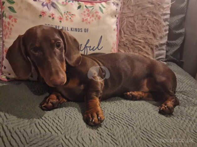 Dachshund for sale in Bournemouth, Dorset