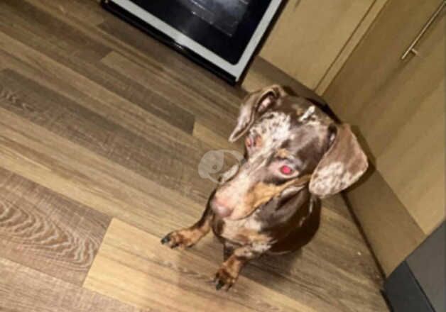 Dachshund for sale!! for sale in Canterbury, Kent