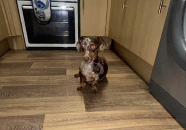 Dachshund for sale!! for sale in Canterbury, Kent - Image 2