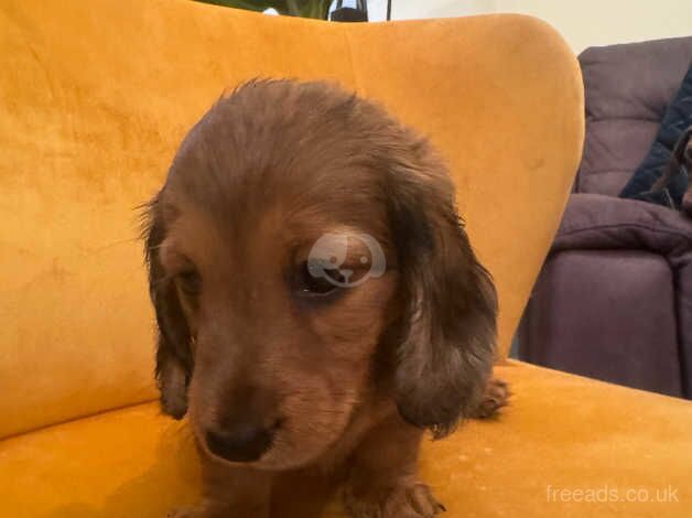 Dachshund for sale in Swindon, Staffordshire