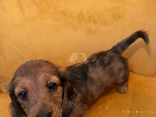 Dachshund for sale in Swindon, Staffordshire - Image 2