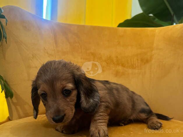 Dachshund for sale in Swindon, Staffordshire - Image 3