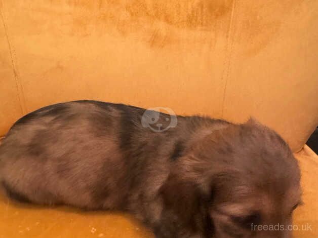 Dachshund for sale in Swindon, Staffordshire - Image 4