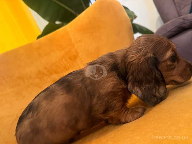 Dachshund for sale in Swindon, Staffordshire - Image 5