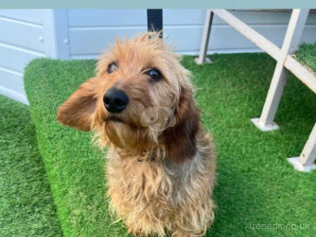 Dachshund girl 4 years old lizzy for sale in Leeds, West Yorkshire