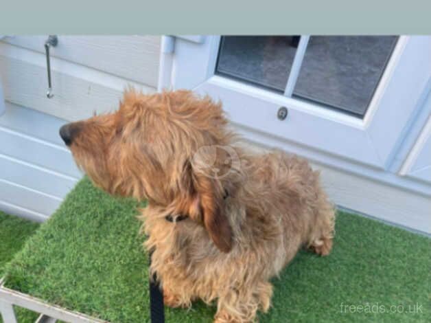 Dachshund girl 4 years old lizzy for sale in Leeds, West Yorkshire - Image 5