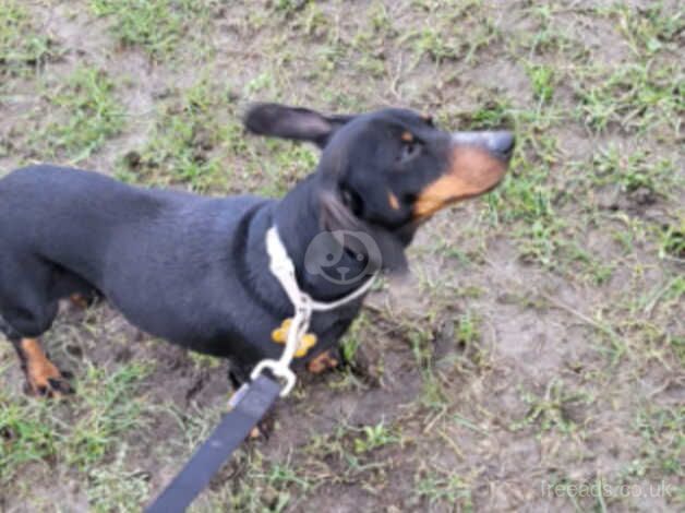 Dachshund girl for rehoming for sale in Leeds, West Yorkshire